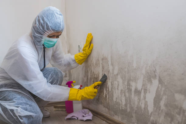 Best Industrial Mold Remediation in Morton, WA