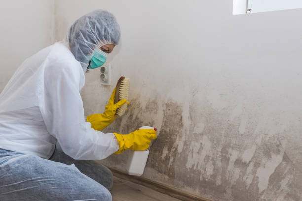 Best HVAC Mold Remediation in Morton, WA