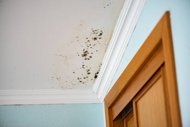 Best Emergency Mold Remediation in Morton, WA