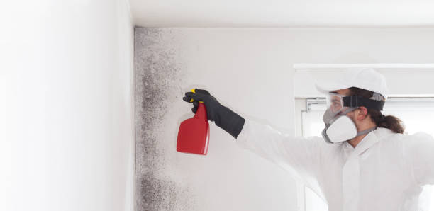 Best Kitchen Mold Remediation in Morton, WA