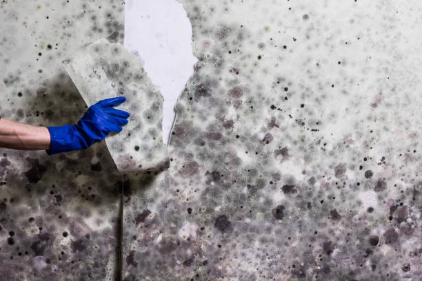 Best Mold Testing and Inspection Services in Morton, WA