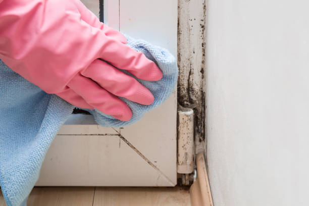 Morton, WA Mold Remediation Company