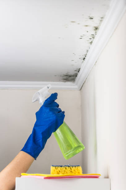 Best Basement Mold Remediation in Morton, WA